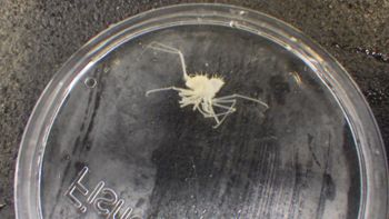 Media type: image;   Invertebrate Zoology 153116 Description: live specimen;